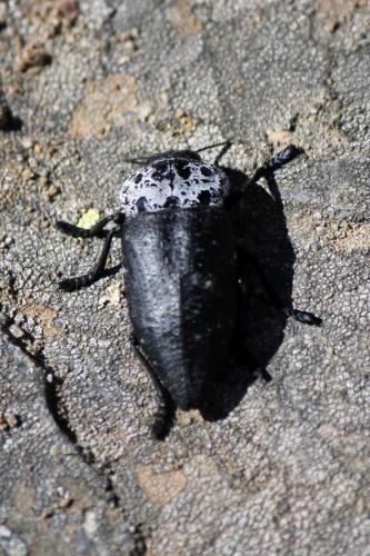 Réf. 242 539 : Capnodis tenebrionis